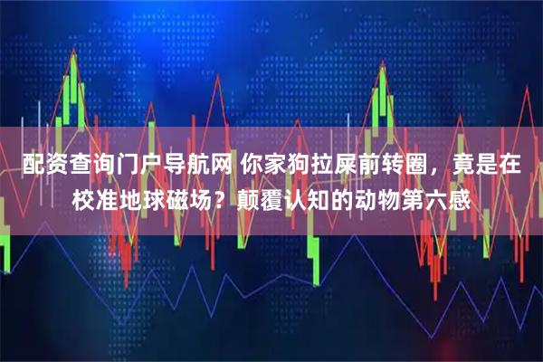 配资查询门户导航网 你家狗拉屎前转圈，竟是在校准地球磁场？颠覆认知的动物第六感